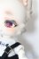 画像3: Kani BOOM Doll/旅猫 Maine Coon ver. limited A-24-08-21-102-NY-ZA (3)