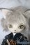 画像1: dearmine/OZ-festival- A-25-02-26-1053-TN-ZU (1)